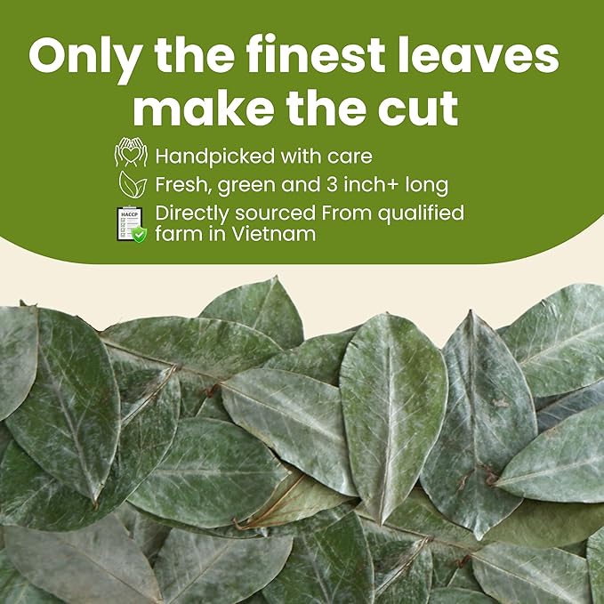 TROPICAL TEAHOUSE 250+ Soursop Dried Leaves, 3oz Premium Graviola Leaves, 100% Pure Guanabana Leaves, Handpicked, Gluten Free, Caffeine Free, Sugar-Free